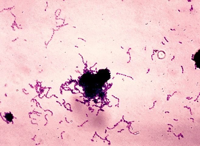 Microorganisms that live in our mouth